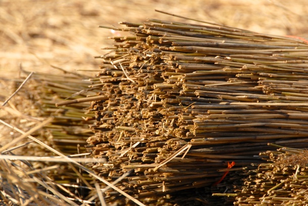 Bundle of reed, Cley next the Sea, 2013 Photo: Hanne Siebers